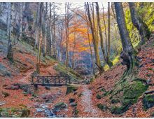 A forested trail with tall, bare trees and a blanket of orange and brown autumn leaves covering the ground. A small wooden footbridge crosses a narrow, rocky stream, flanked by mossy rocks and steep, tree-lined slopes.