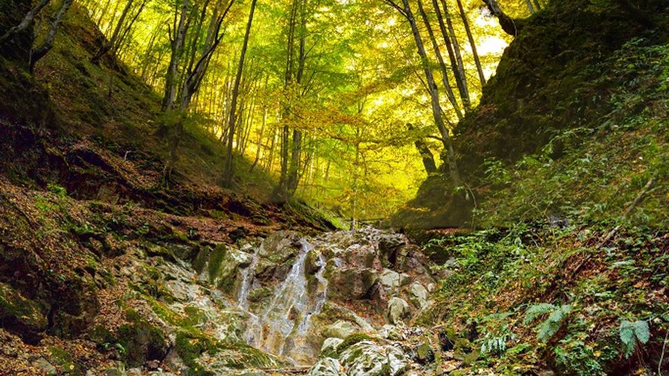 A forest scene featuring a small waterfall cascading over mossy rocks into a clear, shallow pool, surrounded by dense trees with vibrant green and yellow foliage. The bright overhead canopy allows filtered sunlight to illuminate the forest floor.