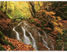 A tranquil forest scene featuring a small waterfall cascading over moss-covered rocks, surrounded by autumn-colored trees. A wooden footbridge spans the stream in the background, blending into the natural setting.