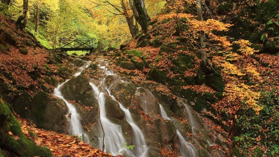 A tranquil forest scene featuring a small waterfall cascading over moss-covered rocks, surrounded by autumn-colored trees. A wooden footbridge spans the stream in the background, blending into the natural setting.