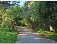 Широка асфалтирана алея в горист парк, оградена от високи борове и гъсти зелени храсти. Пътеката се извива леко напред, с петна слънчева светлина и тревни ивици отстрани.