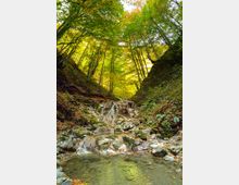 A forest scene featuring a small waterfall cascading over mossy rocks into a clear, shallow pool, surrounded by dense trees with vibrant green and yellow foliage. The bright overhead canopy allows filtered sunlight to illuminate the forest floor.