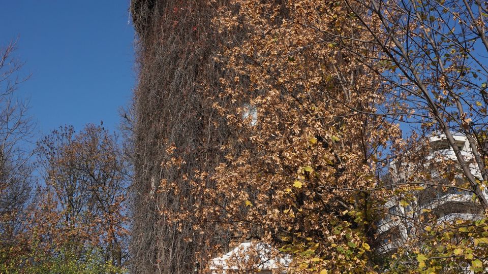 Висока цилиндрична водна кула с многоъгълна надстройка и малки прозорци, обрасла с бръшлян и сухи лиани. В основата има вход с бетонни стъпала, заобиколен от есенни дървета и ограда под ясно синьо небе.