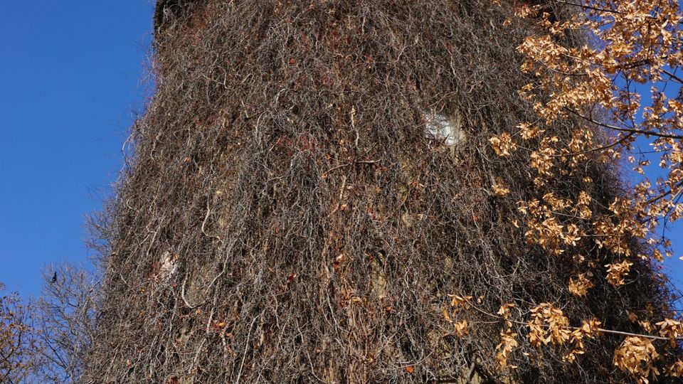 Висока цилиндрична кула, почти изцяло обрасла с увивни растения, заснета отдолу на фона на ясно синьо небе. В основата се вижда бял вход с надпис „CONTEMPORARY ART GALLERY“, а отстрани има клони на дървета с есенни листа.