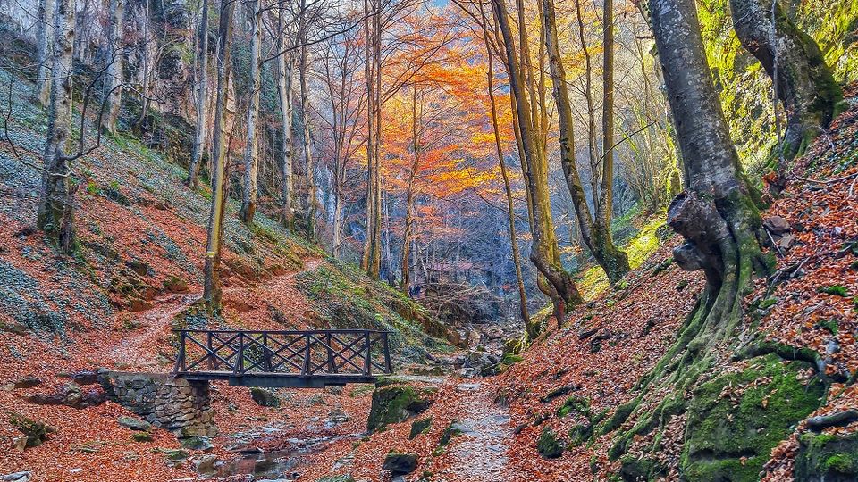 A forested trail with tall, bare trees and a blanket of orange and brown autumn leaves covering the ground. A small wooden footbridge crosses a narrow, rocky stream, flanked by mossy rocks and steep, tree-lined slopes.