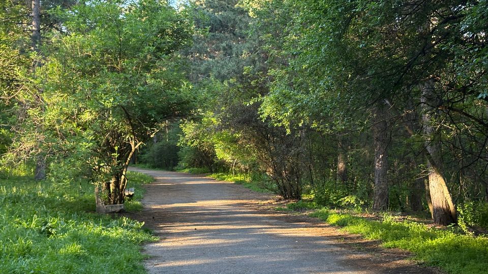 Широка асфалтирана алея в горист парк, оградена от високи борове и гъсти зелени храсти. Пътеката се извива леко напред, с петна слънчева светлина и тревни ивици отстрани.