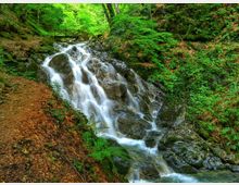 A lush forest scene featuring a cascading waterfall flowing over rugged rocks surrounded by dense greenery. A wooden footbridge spans the stream in the background, and a dirt path lined with ferns runs alongside the waterfall.